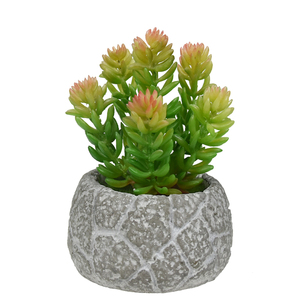 Succulenta Artificiale in Plastica Multicolore a Punte, Finta Sedum per Mini Vasi, Terrari e Decorazioni da Tavolo per Interni - Product Image 6