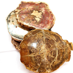 Diapositives de bois naturel poli, 100 pièces, spécimen en pierre brute, pièce de bois pétrifié, offre spéciale - Product Image 4