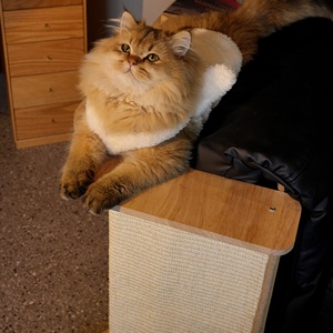 Tiragraffi per Gatti da Divano Verticale in Sisal - Protezione Resistente all'Usura e Anti-Scheggiatura per Divani - Product Image 4