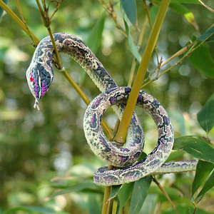 UV Printed <b>Snake</b> Soft Rubber Toy Long Plastic Animal Prank Prop For Children <b>Fake</b> <b>Snake</b> Wholesale - Product Image 2