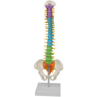 Modèle de colonne vertébrale médicale en PVC coloré DARHMMY de 45 cm avec bassin et colonne vertébrale, sans os des jambes