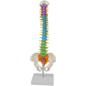 Modèle de colonne vertébrale médicale en PVC coloré DARHMMY de 45 cm avec bassin et colonne vertébrale, sans os des jambes - Product Image 1
