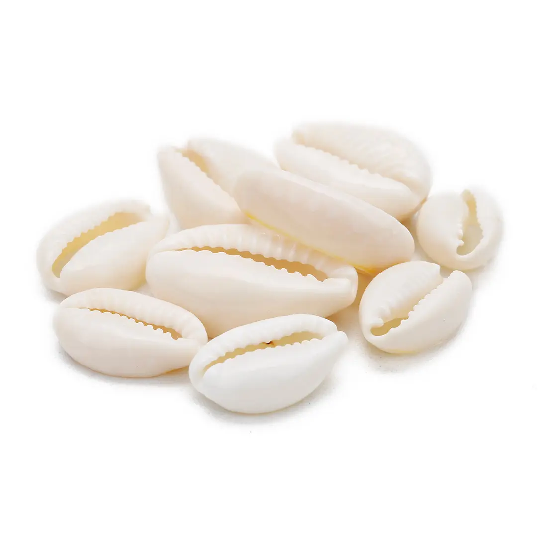 20Pcs 화이트 바다 쉘 비즈 보석 만들기 Cowrie Cowry 매력 비즈 DIY 목걸이 팔찌 액세서리 도매