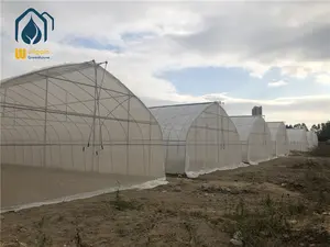 China Professional Low Tunnel Greenhouse Structure Green House