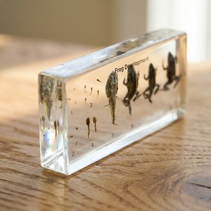Echte kikker groeicyclus hars specimen taxidermie acryl kristal dier educatief leer speelgoed - Product Image 4