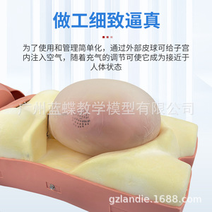 Modèle avancé d'examen de grossesse assisté par ordinateur avec auscultation du rythme cardiaque fœtal en quatre segments, palpation abdominale, et - Product Image 2