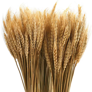 Vente en gros directe usine : <span class=keywords><strong>Bouquet</strong></span> <span class=keywords><strong>de</strong></span> tiges <span class=keywords><strong>de</strong></span> <span class=keywords><strong>blé</strong></span> dorées séchées naturelles pour décoration <span class=keywords><strong>de</strong></span> <span class=keywords><strong>mariage</strong></span> et <span class=keywords><strong>de</strong></span> maison <span class=keywords><strong>de</strong></span> style rustique - Product Image 4