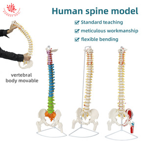 Modelo de estructura de columna vertebral humana para enseñanza y demostración, modelo médico flexible de 45cm-85cm - Product Image 4
