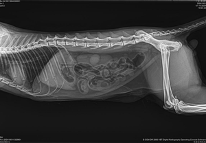 Macchina Radiografica Digitale Portatile <span class=keywords><strong>DR</strong></span> per Animali Domestici con Sistema a Raggi X da Pavimento - Product Image 6