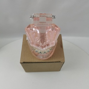 Modèle dentaire de démonstration M3001 avec support métallique, en silicone médical anatomique, emballage individuel, pour usage domestique - Product Image 5