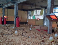Nouvel équipement de chauffage infrarouge radiant à gaz en aluminium pour poulaillers, poussinières et porcheries, avec allumage manuel, pour poussins et porcelets
