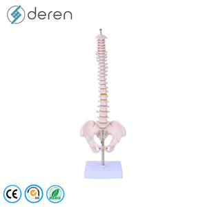 Modèle de colonne vertébrale humaine flexible grandeur nature avec bassin, modèle anatomique pour l'éducation - Product Image 6