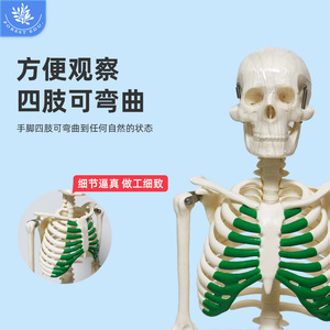 Modelo de esqueleto humano FRT012 de PVC para enseñanza médica, cráneo de 85 cm de altura, con modelo de esqueleto de sternum verde. - Product Image 5