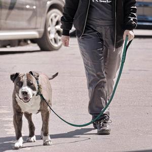 <span class=keywords><strong>Collar</strong></span> de perro de cuero ajustable clásico de marca de lujo superventas fabricante <span class=keywords><strong>collar</strong></span> de perro Correa conjunto - Product Image 6