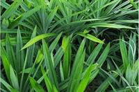 Naturel sans additifs extrait à base de plantes poudre de feuilles de pandan pour la cuisson des aliments puddings gâteau oiseaux nid boisson du vendeur Unilever
