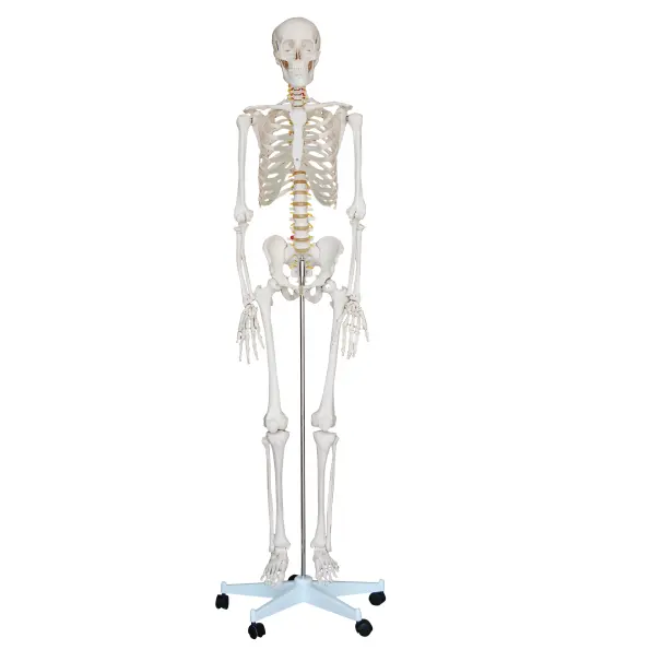 176 cm skeleton model Life size skeleton model Human high quality bone model