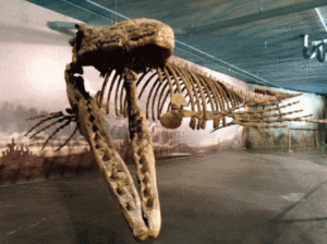 Mi <span class=keywords><strong>Dino</strong></span> antiguo dinosaurio esqueleto fósil <span class=keywords><strong>Mosasaurus</strong></span> - Product Image 5
