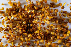 Chá de Emagrecimento Orgânico 100% de Grãos Saborosos, Chá Solto em Lote, Chá de Trigo Sarraceno Amargo - Product Image 2