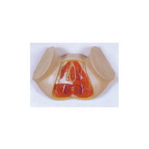 Modèle 50116.01 d'Anat Femelle - Product Image 1