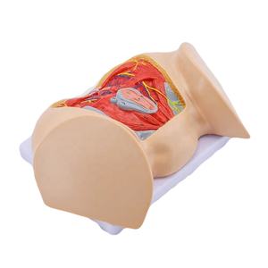 نموذج عضلات العجان المتقدمة للإناث والأعصاب والأوعية ، نموذج العجان - Product Image 4