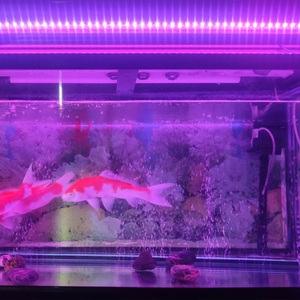 Luces LED superdelgadas <span class=keywords><strong>para</strong></span> <span class=keywords><strong>acuario</strong></span>, lámpara impermeable <span class=keywords><strong>para</strong></span> cultivo de plantas acuáticas de agua dulce, 48W/68W - Product Image 6