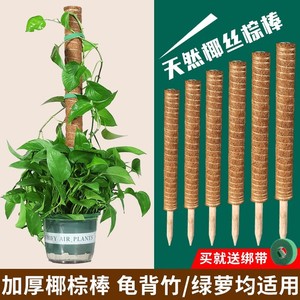 Autonomy <b>Coconut</b> Fiber Plant Support Stick For Indoor Climbing Plants - Product Image 5