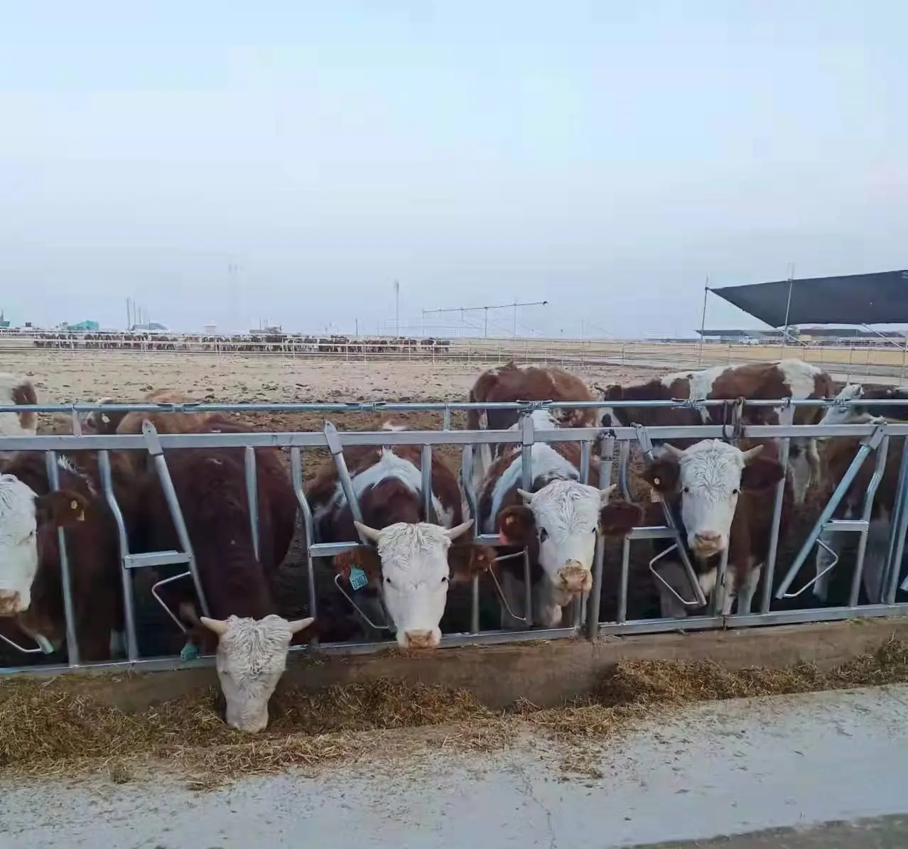 หัวล็อกวัวสำหรับหัววัวที่ป้อนป้อนรางกั้นโคนมอุปกรณ์การจัดการฟาร์มโคนม