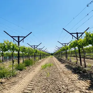 2024 Hot sale galvanized metal poles for vineyard Grape Y post use in farm