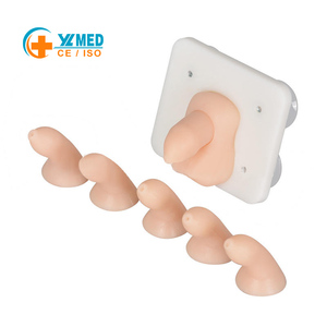 Simulador Realista de <span class=keywords><strong>Circuncisión</strong></span> <span class=keywords><strong>Infantil</strong></span> Masculina, Modelo de Práctica de Cirugía de Prepucio para Demostración en Clases de Ciencias Médicas, CE/ISO - Product Image 1