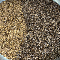 Pour les torréfacteurs et laboratoires de café spécialisés |   Trieur de couleur de grains de café de précision pour bureau