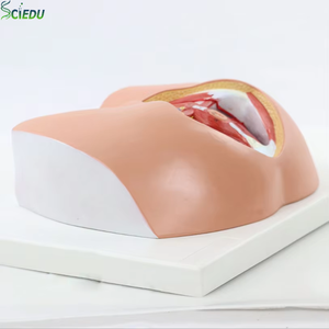 Modelo de vulva femenina, órganos genitales femeninos de plástico, simulador ginecológico de ciencia médica, modelo de Anatomía Humana - Product Image 1