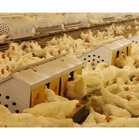 Automatic Cage Egg Layer Chicken Farming Poultry Equipment for Laying Hen Farm