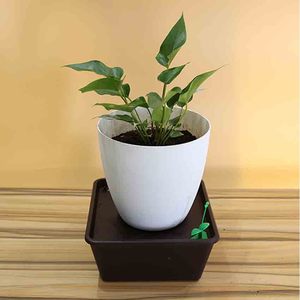Sistema di Auto-Irrigazione per Piante in Vaso con Sensore di Umidità e Aspirazione Automatica dell'Acqua, Ideale per Casa, Ufficio, Giardino, Cortile - Product Image 5