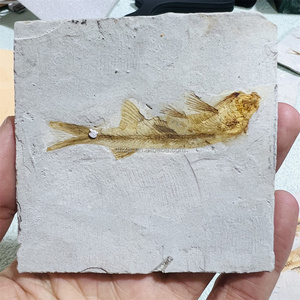 Thực tự nhiên lycoptera Cá hóa thạch tấm từ liaoning Trung Quốc-cổ điển jehol biota hóa thạch, hiển thị chi tiết mảnh số lượng lớn - Product Image 1
