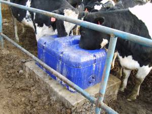 Abreuvoir durable pour équipement d'élevage avec grande capacité et chauffage adapté aux vaches et aux <span class=keywords><strong>moutons</strong></span> - Product Image 3