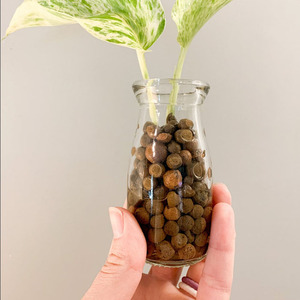 Billes d'argile expansée Leca de 25 L pour équipement d'irrigation des plantes fruitières en hydroponie et aéroponie - Product Image 4