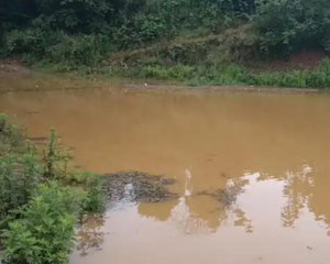 Dung dịch làm sạch nước ao, điều chỉnh chất lượng và độ pH, làm sạch đáy nước và tăng cường chất bổ sung thức ăn cho cá - Product Image 5