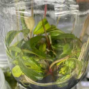 Philodendron Strawberry Shake Variegato - Pianta Rara Coltivata in Laboratorio con Variegazione Arue e Crema, Cresciuta in Colbriera Sterile - Product Image 4