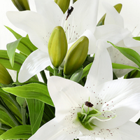 Bouquet de 3 tiges de lys artificiels en PVC souple de qualité supérieure pour la décoration intérieure, les mariages et les bouquets de mariée, plante artificielle en gros
