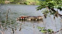 Nouveau modèle de crocodile animatronique réaliste de natation submergée à télécommande