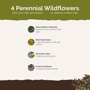 Mezcla de flores perennes de verano sin fin de <span class=keywords><strong>Eden</strong></span> Brothers 1/4 LB 120.000 + Coneflower atrae PÁJAROS PARA jardineras de jardín y exteriores - Product Image 3
