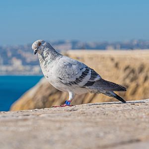 Eenden Blank Pluimvee Gevechtvogels Agapornissen Kalkoen Gans voor Duivenbanden Ring Kuikenclip Duiven Kleuren Papegaai Renveleer Vogel - Product Image 2