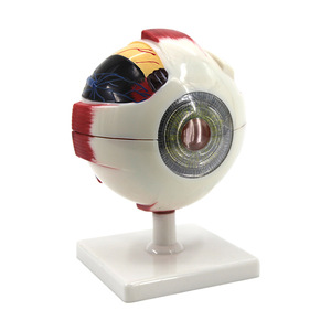 Instrumento de enseñanza de ciencias biológicas personalizado para el modelo estructural ocular de anatomía de Qinghua 3x y 6x. - Product Image 2