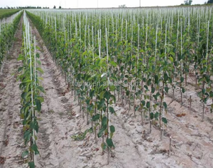 Tiges en fibre de verre solides et flexibles haute résistance / Tubes ronds en PRV pour supports de serres - Product Image 5