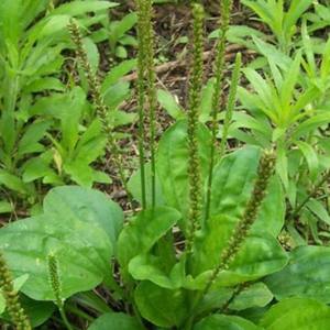 Лидер продаж, натуральный экстракт травы подорожника, порошок травы подорожника - Product Image 3