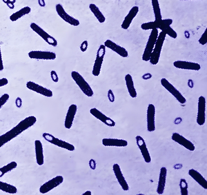 Poudre lyophilisée de Bacillus Coagulans de qualité alimentaire à usage général Harworld 100% de haute qualité - Régule l'équilibre de la <span class=keywords><strong>flore</strong></span> <span class=keywords><strong>intestinale</strong></span> - Product Image 2