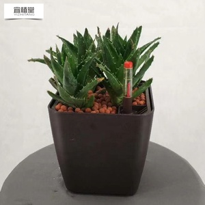 YIZHITANG <span class=keywords><strong>vasi</strong></span> autoassorbenti da 5 pollici <span class=keywords><strong>per</strong></span> decorazioni <span class=keywords><strong>per</strong></span> il giardino di casa matrimonio composizioni floreali Bonsai <span class=keywords><strong>piante</strong></span> in plastica succulenta - Product Image 5