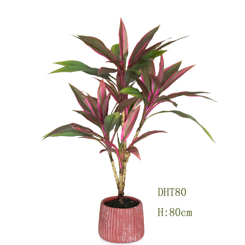 80 ซม. (กระถางพลาสติก)