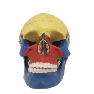 Esqueleto humano de 3 partes do crânio cromatográfico da separação do PVC do modelo do ensino do laboratório para a ciência médica - Product Image 5
