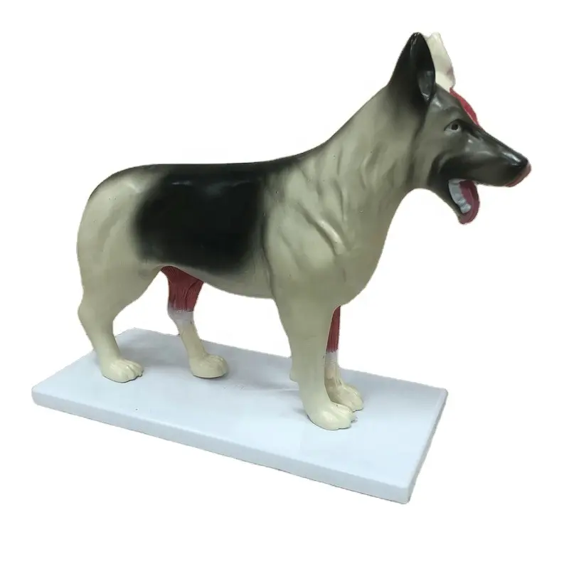 High quality Dog Anatomical Model For Education